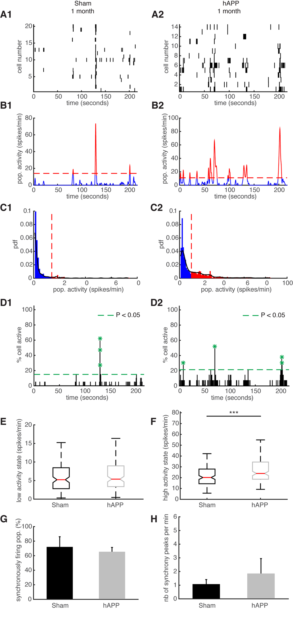 Synchronous firing of simultaneously recorded neurons in sham and hAPP mice 1 mpi. (A) Representative raster plots for one population of simultaneously recorded neurons. Each row corresponds to the spiking activity of one neuron. (B) Mean neural activity for the populations in A. The activity was smoothed through Gaussian filtering. The red periods correspond to the high activity states and the blue periods to the low activity states. The dotted red line represents the computed threshold between the two states. (C) Probability density function (pdf) of the population activity exhibited in (B). The black line represents the smoothed pdf, through Gaussian filtering. Red bars represent the high activity states and blue bars the low activity states. (D) Histogram representing the percentage of cells active in small time bins (~ 0.144 sec), for the population activity in (A). Asterisks mark significant peaks of synchrony. (E) Boxplots of low activity states for each mouse group (spikes/min). (F) Boxplots of high activity states for each mouse group (spikes/min). (G) Percentage of populations (simultaneously imaged neurons) exhibiting synchronous activity. (H) Mean number of synchrony peaks per minute for the different animal groups. (1) sham and (2) hAPP mice.