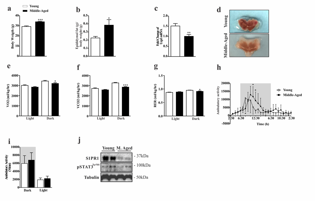 Characterization of phenotypic and evaluation of S1PR1/STAT3 axis in middle-aged mice. Body weight (a) (n=8 per group) and epididymal fat (b) (n=7 per group). UCP1 mRNA levels (c) and coloration of BAT (d) (n=7–10 per group). The Clams equipment was used to determinate VO2(e), VCO2(f), RER (g), and ambulatory activity point to point during 12 hours in light and dark period (h) and mean of cycle light and dark (i) (n=8 per group). Western blots showing S1PR1 protein levels and STAT3 tyrosine phosphorylation (j) in the hypothalamus of young and middle-aged mice. The mice were fasted prior to hypothalamus extraction for 10 hours (n= 6 per group). The Student’s t-test was performed to evaluate data. ± SEM are shown in (a and f) ***p