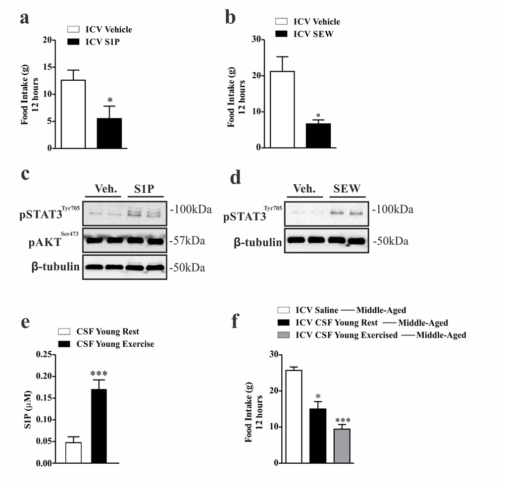 Anorexigenic effects of hypothalamic S1PR1 activation in middle-aged rats. 12 hours of food consumption after ICV injection of S1P (50 ng) (a) or SEW2871 (50 nM) (b) (n=5–6 per group), as analyzed by Student’s t-test. Western blot showing, STAT3tyr705 and AKTser473 phosphorylation in hypothalamic samples of Wistar rats 30 minutes after S1P injection (c) (n=6 per group). Western blot showing STAT3tyr705 phosphorylation. The samples were obtained 30 minutes after ICV SEW2871 injection (d) (n=6 per group). S1P levels (µM) of CSF in young rats at rest and after acute exercise, as analysed by Student’s t-test (e) (n=5 per group). Food intake (f) for 12 hours in middle-aged rats after ICV injection of CSF (2 µL) from young rats at rest and from young exercised rats in middle-aged rats (n=6–7 per group). The Student’s t-test where (a) *p