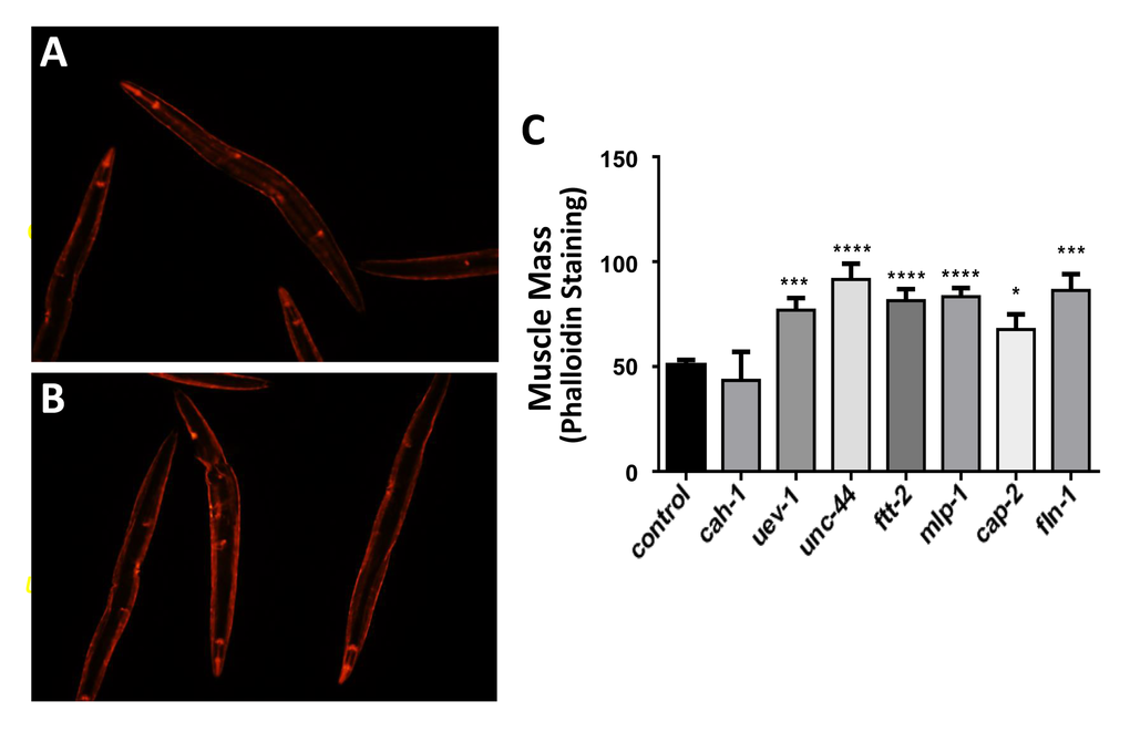 Nematodes exposed to RNAi targeting human muscle-aggregate orthologs have increased muscle mass. Muscle was stained with rhodamine-tagged phalloidin in wild-type worms (strain N2, N=25 – 35 per group) as illustrated for control (A) and RNAi-exposed worms (targeting uev-1 in panel B). Staining intensity (mean ± SEM) of muscle mass is presented (C). Significance of differences from control: *PPPP