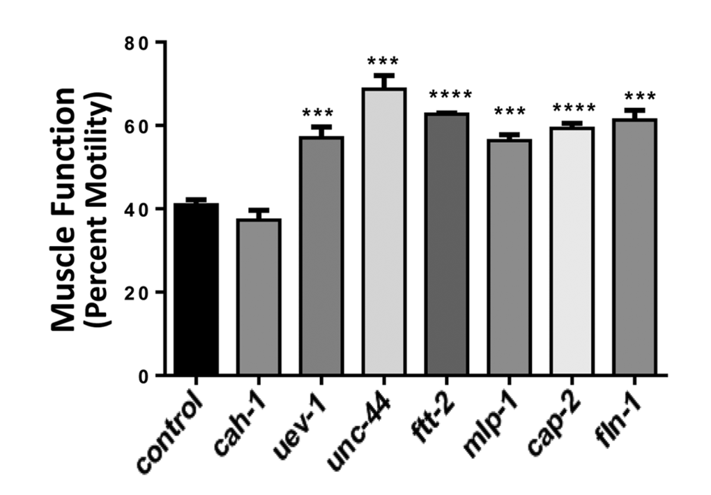 Nematodes exposed to RNAi targeting human muscle-aggregate orthologs are resistant to amyloidopathy-induced paralysis. Muscle-specific induction of human Aβ1-42 expression during development causes paralysis to ensue over the ensuing 29 – 48 hr. Bars show the extent (mean ± SEM) to which treated worms were protected from amyloid-mediated paralysis, which left only 41% of control worms motile (N = 40 – 60 per group). Significant differences from control: ***P = 0.0005; ****P