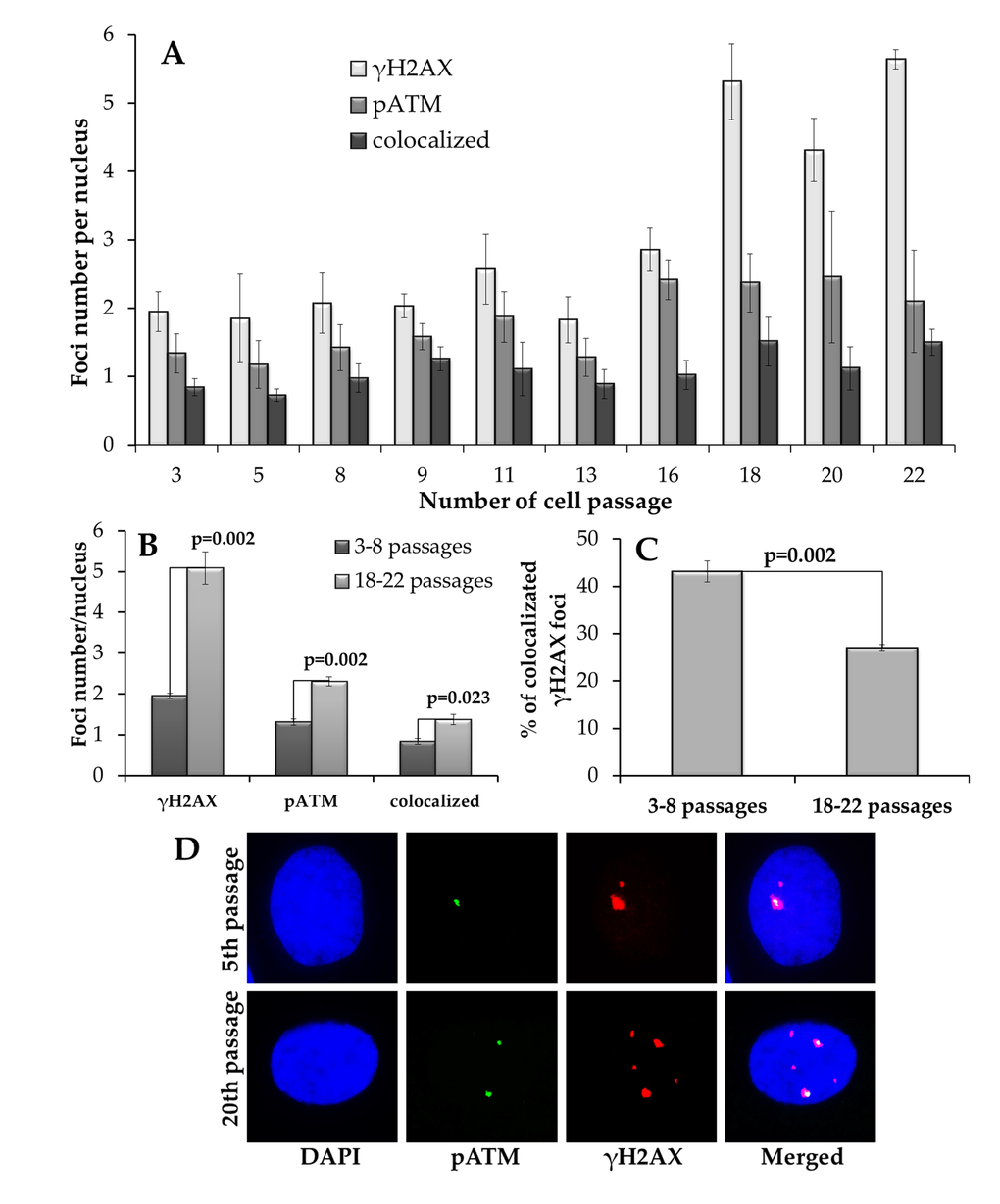 Immunocytochemical analysis of γH2AX and pATM foci. (A) Changes in γH2AX, pATM foci and their co-localization depending on the passage number in MSCs. (B) Comparative analysis of γH2AX, pATM foci and their co-localization in early (3-8) vs. late (18-22) passages of MSCs. (C) Fraction of γH2AX foci that co-localize with pATM at early (3-8) vs. late (18-22) passages of MSCs. (D) Representative immunofluorescent microphotographs of MSC showing γH2AX (green), pATM (red) foci and their co-localization (yellow) at passage 5 and 20. Nuclei were counterstained with DAPI.