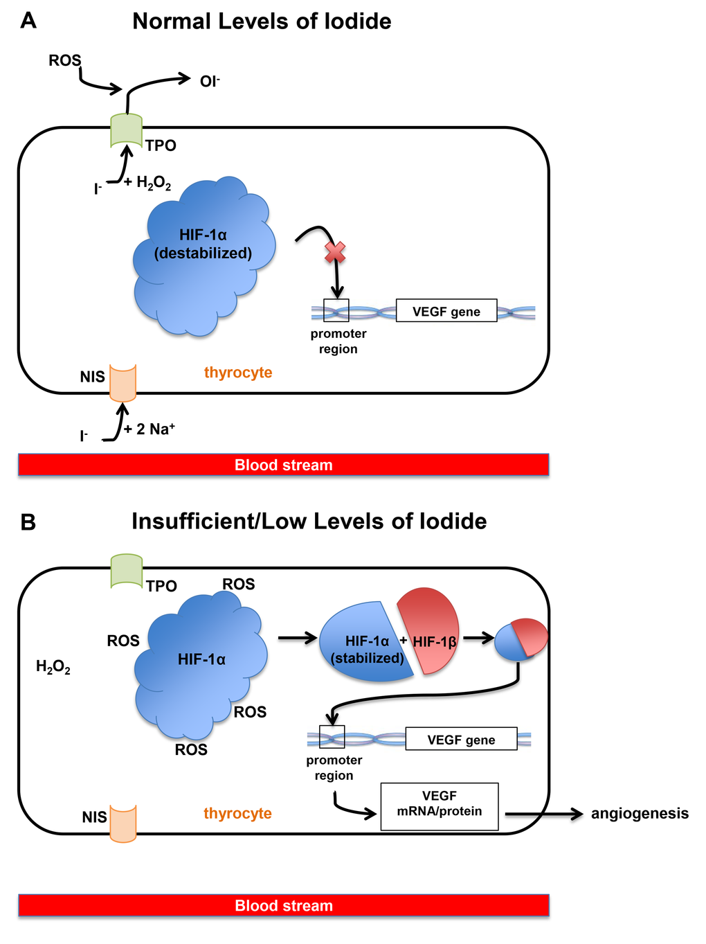 Iodine hypothyroidism clearance