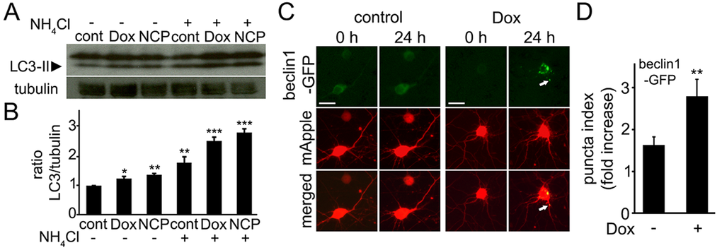 Doxorubicin induces autophagy in primary cortical neurons. (A) Autophagy is induced in cultured primary cortical neurons by 50 nM doxorubicin (overnight) as reflected by the increased levels of LC3-II. Tubulin was used as a loading control. LC3-II accumulated in neurons treated overnight with 50 nM doxorubicin or 5 µM 10-NCP (an autophagy enhancer as positive control) with or without 10 mM NH4Cl, 4 h. LC3-II increased in doxorubicin-treated cells when NH4Cl was added reflecting enhanced autophagic flux. (B) Measurements of the LC3-II bands from (A). The LC3-II intensities were normalized to the tubulin loading control. *pC) Doxorubicin promotes the formation of pre-autophagosomal complexes as reflected by beclin1-GFP-positive puncta. Cortical neurons were transfected with mApple (a morphology and viability marker) and beclin1-GFP, and treated with a vehicle or 50 nM doxorubicin (overnight). Note changes in beclin1-GFP localization, consistent with beclin1 relocalization to pre-autophagosomal structures. White arrow points a beclin1-GFP-positive structure in a neurite. Bar, 20 μm. (D) To score autophagy induction, the redistribution of beclin1-GFP into puncta, is reflected by the fold-increase of puncta index, which is the standard deviation among pixels within the cellular region of interest. The puncta index significantly increased in doxorubicin-treated neurons. **p