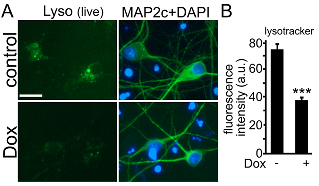 Doxorubicin raises the pH in lysosomes in cultured cortical neurons. (A) Primary cortical neurons were treated with a vehicle or 50 nM doxorubicin (overnight), and stained with a green lysotracker dye, which stains acidic organelles in live cells. Cultures were imaged, fixed, and stained with an antibody for MAP2c and with the nuclear dye, and imaged again to confirm that observed lysosomes were located in neurons. Bar, 20 μm. (B) Quantification of fluorescent images with the green lysotracker dye from (A). The green signal was less in cultures treated with doxorubicin than in controls. *** p