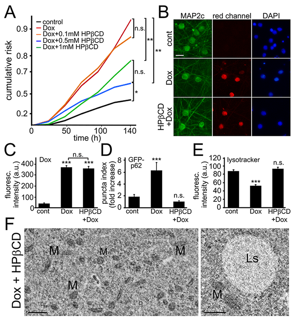 Cyclodextrin reduces neuronal damage induced by exposure to doxorubicin. (A) Survival analysis of five neuronal cohorts transfected with mApple (a morphology and viability marker) were treated with a vehicle or with doxorubicin alone or in combination with HPβCD. The first neuronal cohort was treated with a vehicle. The second neuronal cohort was treated with 10 nM doxorubicin. The remaining three neuronal cohorts were treated with 10 nM doxorubicin in combination with 0.1 mM HPβCD (third neuronal cohort), 10 nM doxorubicin and 0.5 mM HPβCD (fourth neuronal cohort), and 10 nM doxorubicin and 1 mM HPβCD (fifth neuronal cohort). Neurons were tracked and imaged over 6 days. Risk of death associated with a treatment for each cohort was calculated with JMP software. *pB) HPβCD does not prevent doxorubicin from binding to DNA. Cortical neurons were treated with 50 nM doxorubicin or with 50 nM doxorubicin and 0.5 mM HPβCD overnight, fixed, and stained for MAP2c (green) and with the nuclear Hoechst dye (blue), and imaged. Scale bar is 20 μm. (C) Images of fixed neurons from (B) were analyzed. ***pD) Three cohorts of cortical neurons were transfected with mApple and GFP-p62. The first neuronal cohort was treated overnight with a vehicle, the second cohort was treated with 50 nM doxorubicin (overnight), and the third cohort was co-treated with doxorubicin and 0.5 mM HPβCD (overnight). Quantification of fluorescent images revealed that HPβCD lowers the levels of GFP-p62 in doxorubicin-treated neurons. ***p E) Cortical neurons were treated overnight with a vehicle or 50 nM doxorubicin or with a combination of doxorubicin and 0.5 mM HPβCD, and stained with a green lysotracker dye. HPβCD lowers the pH in in doxorubicin-treated neurons. ***p F) Electron micrographs of cultured cortical neurons co-treated with doxorubicin and 0.5 mM HPβCD (overnight). Left panel: Note that the cytoplasm lack the damage observed in neurons treated with doxorubicin alone. M, mitochondria. Bar, 1 µm. Right panel: Ls, lysosome; M, mitochondria. Bar, 500 nm.