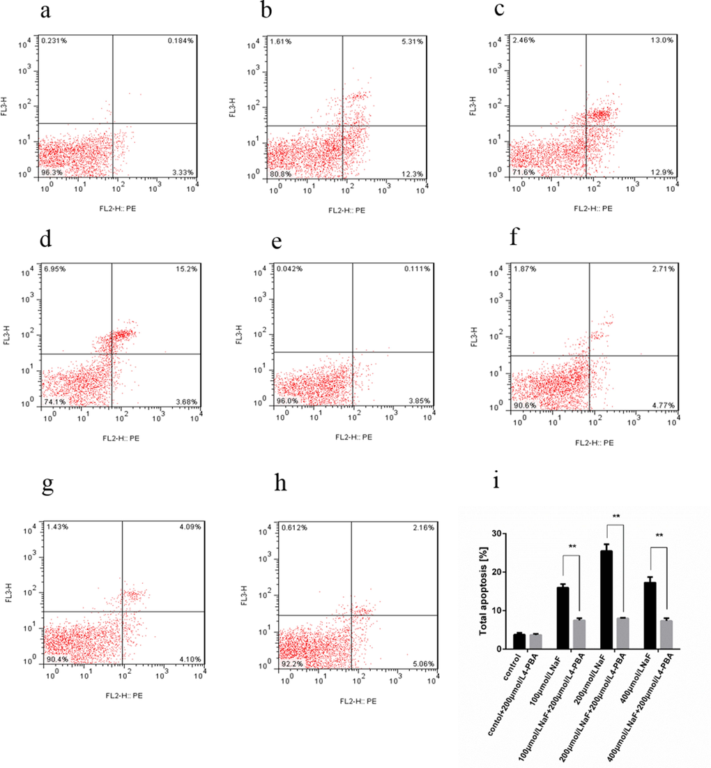 Effect of NaF and NaF-combined with 200 μmol/L 4-PBA treatment on apoptosis of cultured splenic lymphocytes at 48 h. (a-h) Two-dimension scatter plots depicting distribution of cells positively stained for Annexin V-PE/7-AAD. (a) CG, (b) LG, (c) MG and (d) HG, (e) CG+4-PBA, (f) LG+4-PBA, (g) MG+4-PBA, (h) HG+4-PBA. (i) Quantitative analysis of total apoptotic lymphocytes. Data are presented with the means ± standard deviation, * p p 