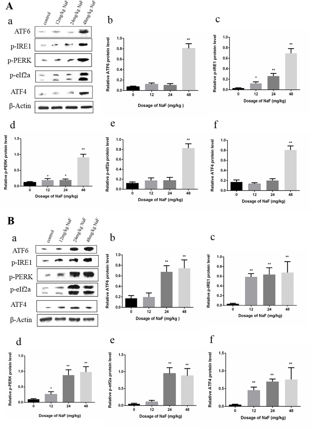 Effect of NaF on protein expression levels of ATF6, p-IRE1, p-PERK, p-eIf2a and ATF4 in the spleen at 21 (A) and 42 (B) days of age. (a) The western blot assay. (b-f) Quantitative analysis of protein expression. Data are presented with the means ± standard deviation, * p p 