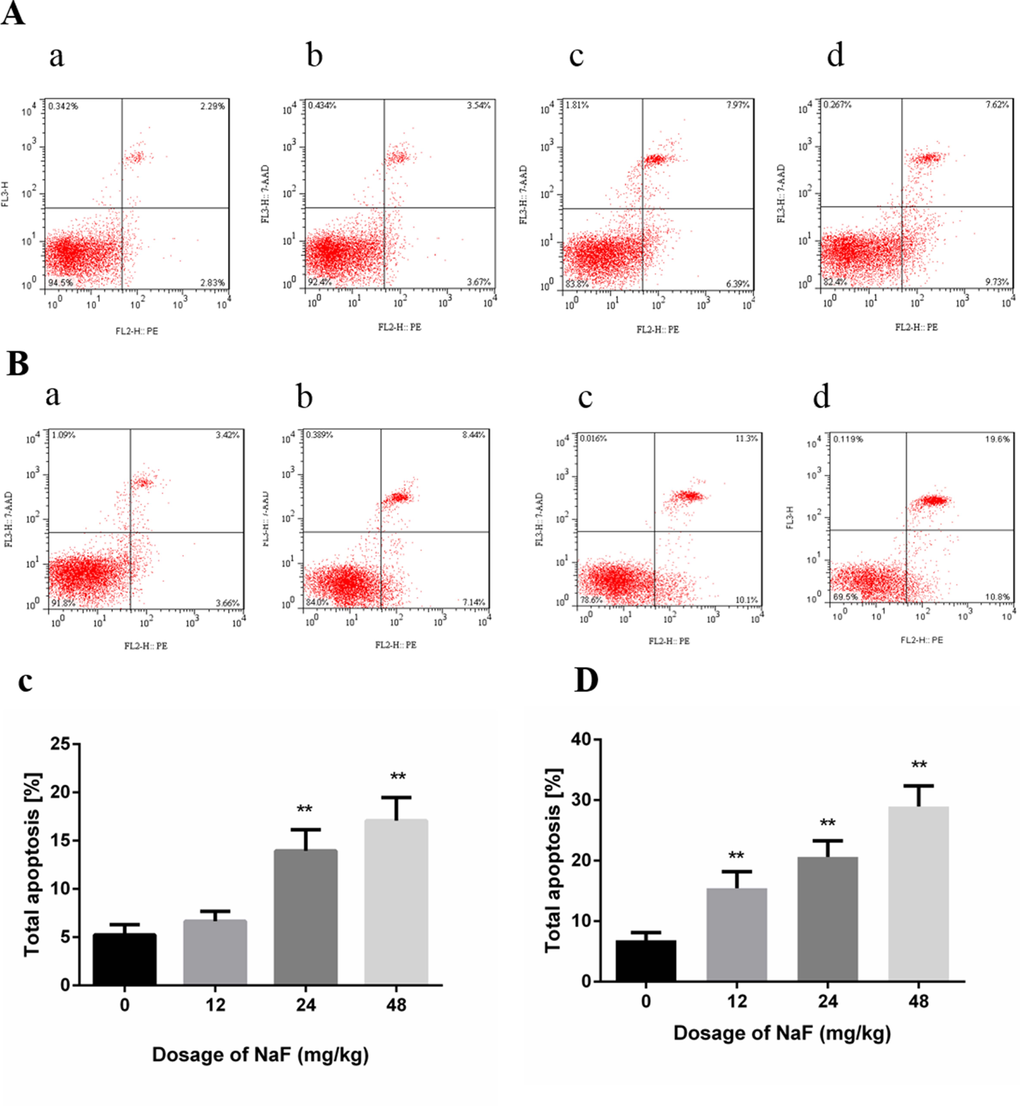Effect of NaF on apoptosis in the spleen at 21 (A, C) and 42 (B, D) days of age. (a-d) Two-dimension scatter plots depicting distribution of cells positively stained for Annexin V-PE/7-AAD. (a) CG, (b) 12 mg/kg group, (c) 24 mg/kg group and (d) 48 mg/kg group. (C-D) Quantitative analysis of total apoptotic lymphocytes. Data are presented with the means ± standard deviation, * p p 