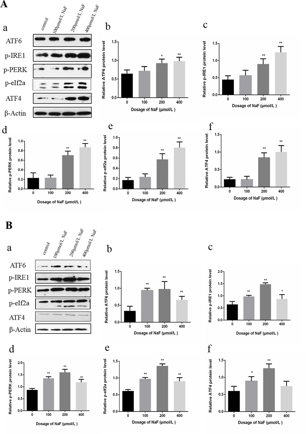 Effect of NaF on protein expression levels of ATF6, p-IRE1, p-PERK, p-eIf2a and ATF4 in cultured splenic lymphocytes at 24 h (A) and 48 h (B). (a) The western blot assay. (b-f) Quantitative analysis of protein expression. Data are presented with the means ± standard deviation, * p p 