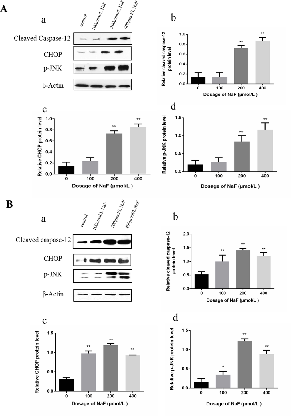 Effect of NaF treatment on protein expression levels of cleaved caspase-12, p-JNK, CHOP in cultured splenic lymphocytes at 24 h (A) and 48 h (B). (a) The western blot assay. (b-d) Quantitative analysis of protein expression. Data are presented with the means ± standard deviation, * p p 