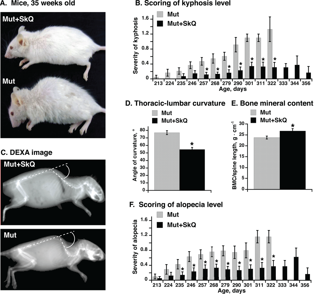 Effect of SkQ1 treatment on appearance, kyphosis and alopecia in mtDNA mutator mice. (A) Pictures of mtDNA mutator mice: a non-treated (Mut) mouse and an SkQ1-treated (Mut+SkQ1) littermate female mouse, 248 and 256 days of age respectively. (B) Scores of kyphosis manifestation (arbitrary units) in mtDNA mutator mice. Each bar represents the mean ± S.E. score from mice of both genders: 21 Mut (10 females + 11 males) and 22 Mut+SkQ1 (13 f + 11 m) in ages 213-268 days; 11 Mut (5 f + 6 m) and 13 Mut+SkQ1 (6 f + 7 m) in ages 268–290 days; in ages 290–356 days, the number of mice decreased with age according to survival; the lowest number of mice in a group was 4 (2 f + 2 m). Day number under each bar indicates the center day of 11 days of mouse age. (C) X-ray picture of a non-treated mouse and an SkQ1-treated littermate female mtDNA mutator mouse (290 ± 4 days old). White circle arc indicates curvature angle measurements. Note that the angle is calculated from the extended line of the lower spine. (D) Angle of thoracic-lumbar curvature determined as in C. Each bar represents the mean ± S.E. from 10–11 mice of both genders in each group; Mut, 287 ± 7 days old, 5 f + 6 m; Mut + SkQ1, 284 ± 6 days old, 6 f + 5 m. (E) Bone minerality of spine cord area from scapula to lumbar. Each bar represents the mean ± S.E. from 6–8 female mice in each group. Mut, 290 ± 11 days; Mut + SkQ1, 287 ± 9 days. (F) Scores of alopecia manifestation in mtDNA mutator mice. The mice are the same as those in (B). * in B-F indicates a statistically significant difference between non-treated and SkQ1-treated mtDNA mutator mice (p 
