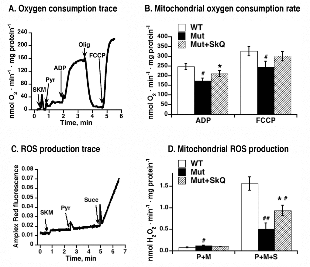 Effect of SkQ1 treatment on function of isolated mitochondria. (A) Example of an oxygen consumption trace in mitochondria isolated from skeletal muscle of mtDNA mutator mouse. Additions were 0.25 mg skeletal muscle mitochondria (SKM), 5 mM pyruvate (Pyr), 250 µM ADP, 2 µg /ml oligomycin (Olig) and 1.4 µM FCCP. (B) Rates of oxygen consumption in mitochondria isolated from skeletal muscle of SkQ1-treated and non-treated mtDNA mutator mice. Analysis was performed as shown in 7A. (C) Amplex Red fluorescence in intact mitochondria isolated from skeletal muscle of mtDNA mutator mouse. Additions were 0.25 mg skeletal muscle mitochondria (SKM), 5 mM pyruvate (Pyr), 5mM succinate (Succ). Malate (3 mM) was present in the medium. The analyses were performed in the same mitochondrial preparations as in (A) in parallel with the oxygen consumption measurements. (D) Rates of hydrogen peroxide production in mitochondria isolated from skeletal muscle of wild type mice (WT), SkQ1 non-treated (Mut) and treated (Mut + SkQ1) mtDNA mutator mice. Analysis was performed as shown in C. P+M indicates the presence of complex I substrates (pyruvate + malate) and P+M+S indicates the presence of three substrates (pyruvate + malate + succinate). In A and D, the values represent the means ± S.E. of 6 independent mitochondrial preparations isolated in parallel from treated and non-treated groups of mice of an age of 252 – 259 days. * in A-D indicates statistical difference between SkQ1-treated and non-treated mice (p 