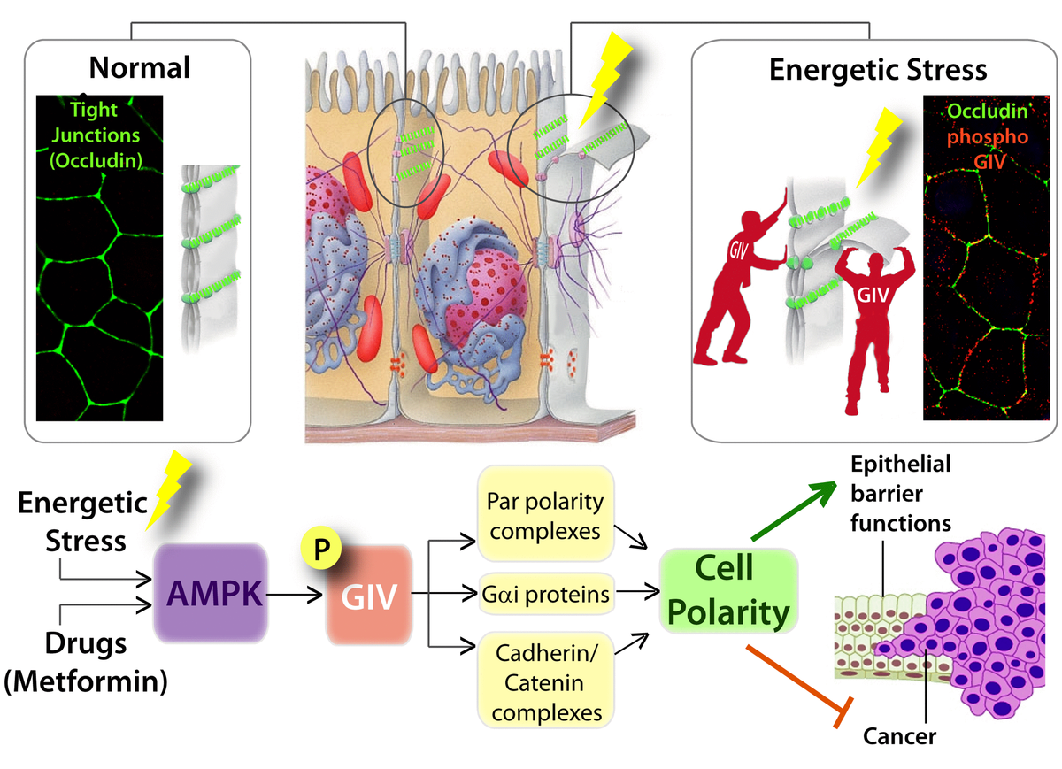 The Stress Polarity Pathway: AMPK 'GIV'-es Protection Against Metabolic ...