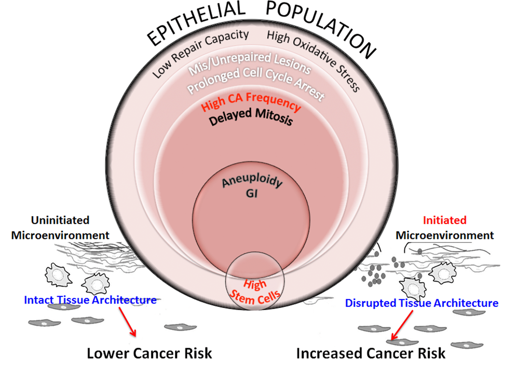 Schematic representation of processes that increase genomic instability in epithelial cells from older individuals exposed to complex damage. The model hypothesizes the interplay between processes that potentially alter cancer risk in older women exposed to complex lesions. Exposure of HMECs from older individuals to complex damages initiates a cascade of interconnected events. Poor repair capacity and increased oxidative burden in the older cohort impairs repair fidelity. Impaired redox balance caused by complex damages could further hamper lesion repair resulting in a fraction of cells with unrepaired and mis-repaired lesions resulting in prolonged cell cycle arrest. At the cellular level, centrosome amplification can result in the formation of multipolar spindles that slow down mitosis and cause mitotic abnormalities. While some of these cells are targeted for mitotic cell death, apoptosis or senescence, other cells exhibit aneuploidy. When these genome-destabilizing events occur in stem cells, they could cause catastrophic results by increasing genomic instability in the progeny. Although we don’t observe a significant linear relationship between radiation-induced stem cells with increasing age (Fig 5B), the higher centrosome aberration frequency in older cells (Fig 3B), increases the potential for genomic instability within this population. This will likely impact their ability to differentiate into various cell types thus altering tissue composition and impairing the structural integrity of the tissue. However, the proliferative advantage required for propagation of this genomic instability in stem cells would require additional cues from the microenvironment. Senescent cells, activated stroma and inflammation exhibit an age-dependent incidence due to non-targeted effects of radiation. These events are key candidates in the tissue microenvironment that provide the stimuli to either promote or inhibit carcinogenesis. An uninitiated microenvironment can confer protective effects by restricting promotion of cancer phenotypes and maintaining normal tissue architecture. However, an initiated microenvironment can create a permissive milieu for epithelial carcinogenesis by augmenting genomic instability and disrupting tissue architecture. We postulate that risk would be defined by a complex interplay between all of these factors including repair capability, oxidative stress, genomic instability, stem cell changes, and the integrity of the tissue architecture.