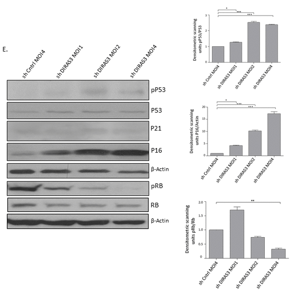 (Continues). Silencing of DIRAS3 induces premature senescence in human ASCs. DIRAS3 was KD in ASCs using lentiviruses expressing specific shRNA at increasing MOI. Cell lysates were immunoblotted with the specific antibodies to investigate accumulation of senescent associated proteins p16INK4A, p21CIP1, p53 phosphorylated p53 (S15), Rb and pRb (S807/811). β-Actin served as a loading control. Fold changes in densitometric band intensities for phosphorylated proteins normalized to un-phosphorylated total proteins, acquired by image J were compared. Band intensity of shCntrl was taken as 1. Western blot shown is from replicate from one donor with similar protein expression pattern was observed with 2 different donors. All error bars represents the means ± SEM. p values * = p