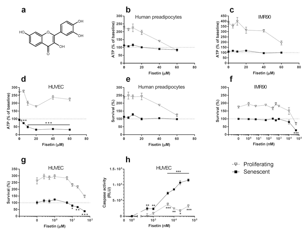 Fisetin targets senescent cells. (a) Structure of fisetin. (b-d) Fisetin is more effective in reducing viability (ATPLite) of senescent HUVECs than IMR90 cells or primary human preadipocytes. Proliferating or senescent cells were exposed to different concentrations of fisetin for 3 days. The red lines denote ATPLite intensities on day 0 of senescent and non-senescent cells, both set to 100%. HUVEC and IMR90 data are means±SEM of 5 replicates at each drug concentration. Preadipocyte data are means±SEM of 5 replicates from each of 4 different subjects at each concentration. (e-g) Fisetin selectively reduces senescent but not proliferating HUVECs and IMR90 cell numbers (crystal violet). The red lines denote cell numbers at plating on day 0 of senescent and non-senescent cells, both set to 100%. HUVEC and IMR90 data are means±SEM of 5 replicates at each drug concentration. Preadipocyte data are means±SEM, 5 replicates from each of 4 different subjects at each concentration. (h) Fisetin induces apoptosis in senescent HUVECs. HUVECs were treated with fisetin for 12h and then caspases-3&7 were assayed using a luminescent substrate. Fisetin (500 nM) induced apoptosis in senescent cells by caspase 3/7 assay. For all figures: * = P