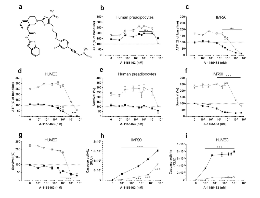 A1155463 targets senescent cells. (a) Structure of A1155463. (b-d) A1155463 is more effective in reducing viability (ATPLite) of senescent HUVECs and IMR90 cells than primary human preadipocytes. Proliferating or senescent cells were exposed to different concentrations of A1155463 for 3 days. The red lines denote ATPLite intensities on day 0 of senescent and non-senescent cells, both set to 100%. HUVEC and IMR90 data are means±SEM of 5 replicates at each drug concentration. Preadipocyte data are means±SEM of 5 replicates from each of 4 different subjects at each concentration. (e-g) A1155463 selectively reduces senescent but not proliferating HUVECs and IMR90 cell numbers (crystal violet). The red lines denote cell numbers at plating on day 0 of senescent and non-senescent cells, both set to 100%. HUVEC and IMR90 data are means±SEM of 5 replicates at each drug concentration. Preadipocyte data are means±SEM of 5 replicates from each of 4 different subjects at each concentration. (h-i) A1155463 induces apoptosis in senescent HUVECs and IMR90 cells. HUVECs were treated with A1155463 for 12h and then caspases-3&7 were assayed using a luminescent substrate. A1155463 (1 nM) induced apoptosis in senescent cells by caspase 3/7 activity assay.