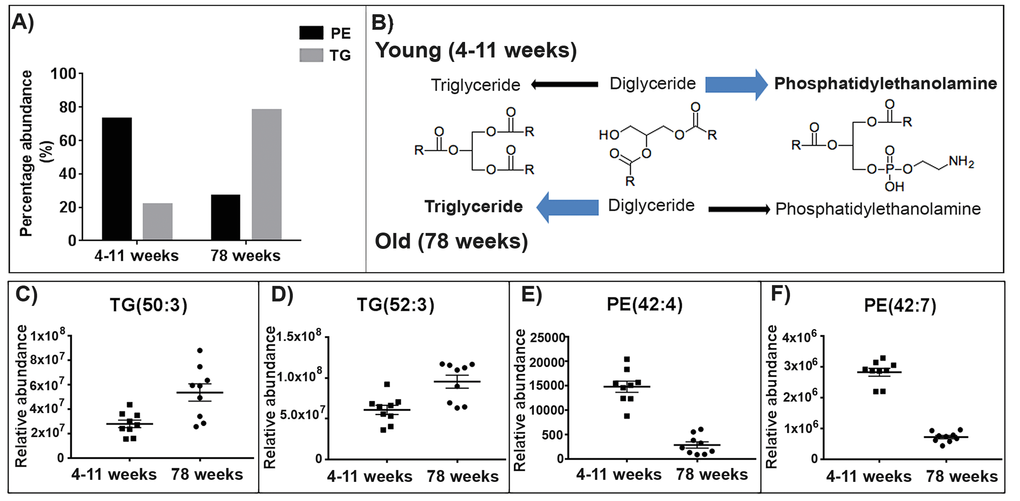 The abundance of triglycerides (TGs) increases in the aged skeletal muscle mitochondria whilst the abundance of phosphatidylethanolamines (PEs) decreases. (A) 78% of TGs identified increase in abundance with ageing in the skeletal muscle mitochondria. Whilst in the skeletal muscle mitochondria 73% of PEs identified decrease in abundance with ageing. (B) Proposed pathways for the lipid changes in the young (4-11 weeks) and old (78 weeks) mitochondria. In the young mitochondria the conversion of diacylglycerols favours the production of phosphatidylethanolamine. Whilst in the old mitochondria the production of diacylglycerols to triglycerides is enhanced. Chemical structures were obtained from Kegg [45]. (C and D) Representative scatter graphs of three triglycerides that increase in abundance in the aged skeletal muscle mitochondria. (E and F) Representative scatter graphs of the three PEs that significantly decrease in abundance in the aged skeletal muscle mitochondria (pSupplementary Table 4.