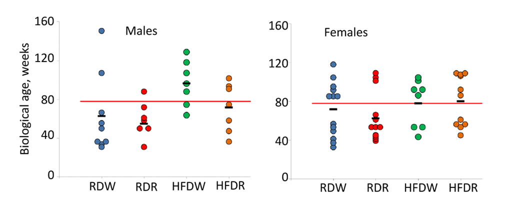 Sex-specific effects of detrimental (HFD) and beneficial (rapamycin) factors on BA of NIH Swiss mice. Feeding HFD accelerates aging of NIH Swiss male mice whereas rapamycin counteracts this process. Projected biological age of individual mice (shown by circles) and mean BA for the group (black marker) were calculated from the corresponding FI value using the fitting model predictions. Red line designates chronological age of all mice at the time of testing (78 weeks). Data show that projected BA of all mice that received HFD (green circles) is significantly higher that their actual chronological age and mean BA age for control group on regular diet (62.7+13.3 and 96.4+8.8 weeks for RDW and HFDW groups respectively (p=0.03, Student’s t-test). Chronic administration of rapamycin reduces BA of males fed HFD to values characteristic for control group (from 96.4+8.8 to 71.5+9.6 weeks; p=0.04, Student’s t-test). No difference between groups was detected in female mice, in which BA was very close to their CA. Slight reduction in BA in rapamycin treated group from 71.8+7.8 to 62.6+7.0 weeks was not statistically significant (p=0.3 Student’s t-test).