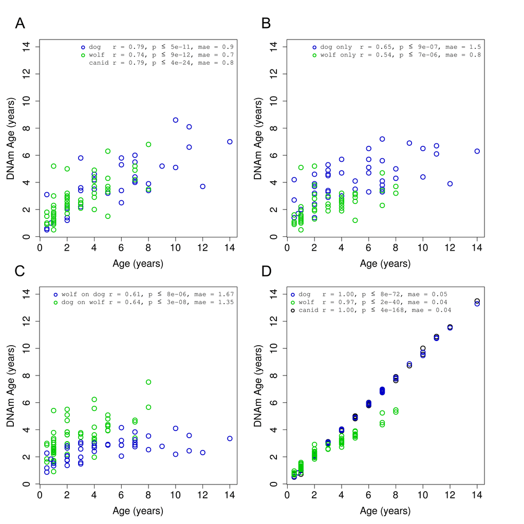 Accuracy of canid age clock. DNA methylation age (y-axis) versus chronological age (x-axis) for all canid samples (green = dog, blue = wolf). (A) Results obtained using a leave-one-out cross validation over all 108 samples. (B) Results obtained in each species separately using a leave-one-out cross validation. (C) Results obtained by regressing on all samples in one species and predicting age on samples from the other species. (D) Final models for each grouping of samples.