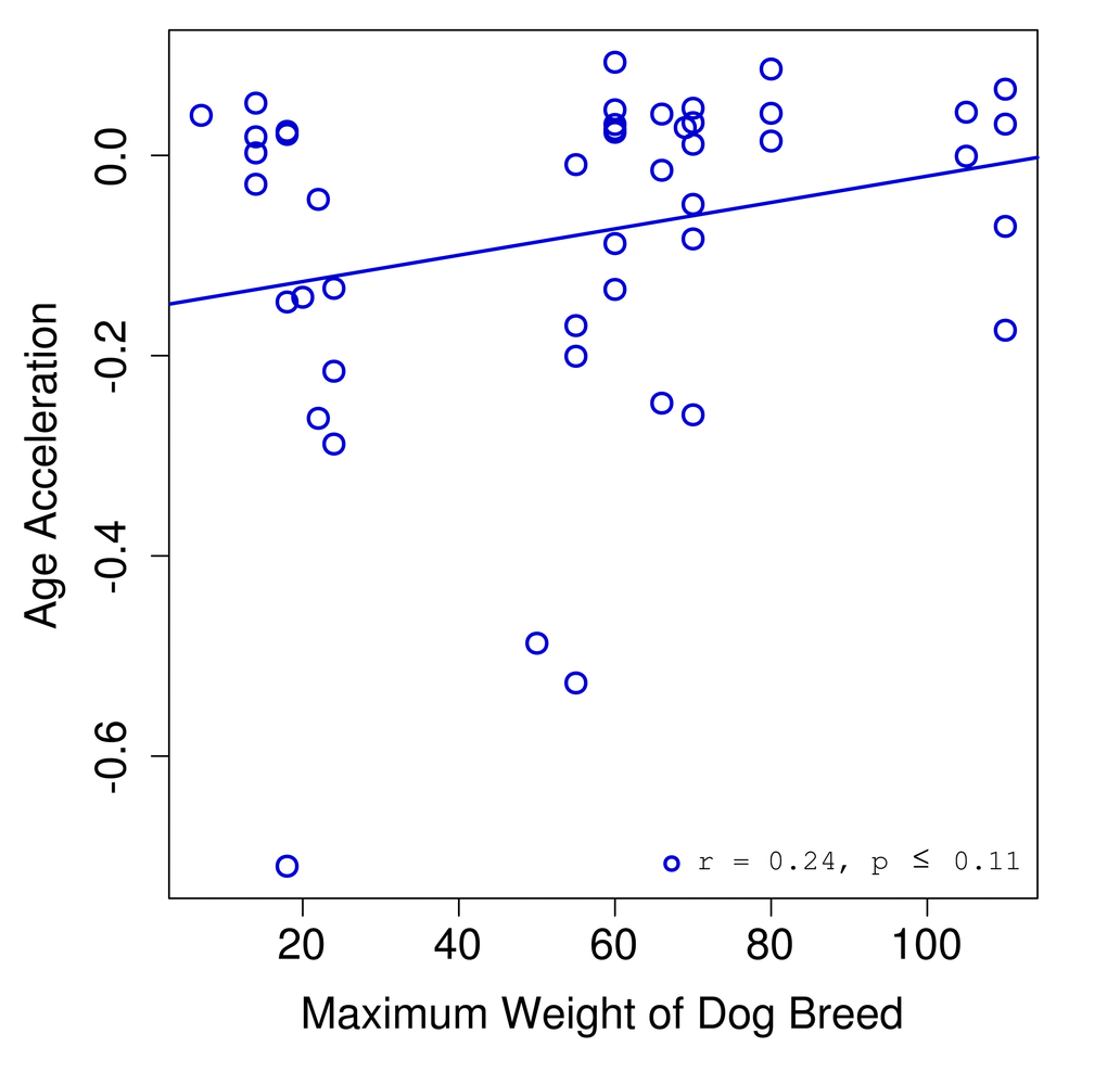Age acceleration and dog breed. Age acceleration (difference between predicted epigenetic age and actual chronological age) is plotted against the maximum weight for the breed of each dog sample.