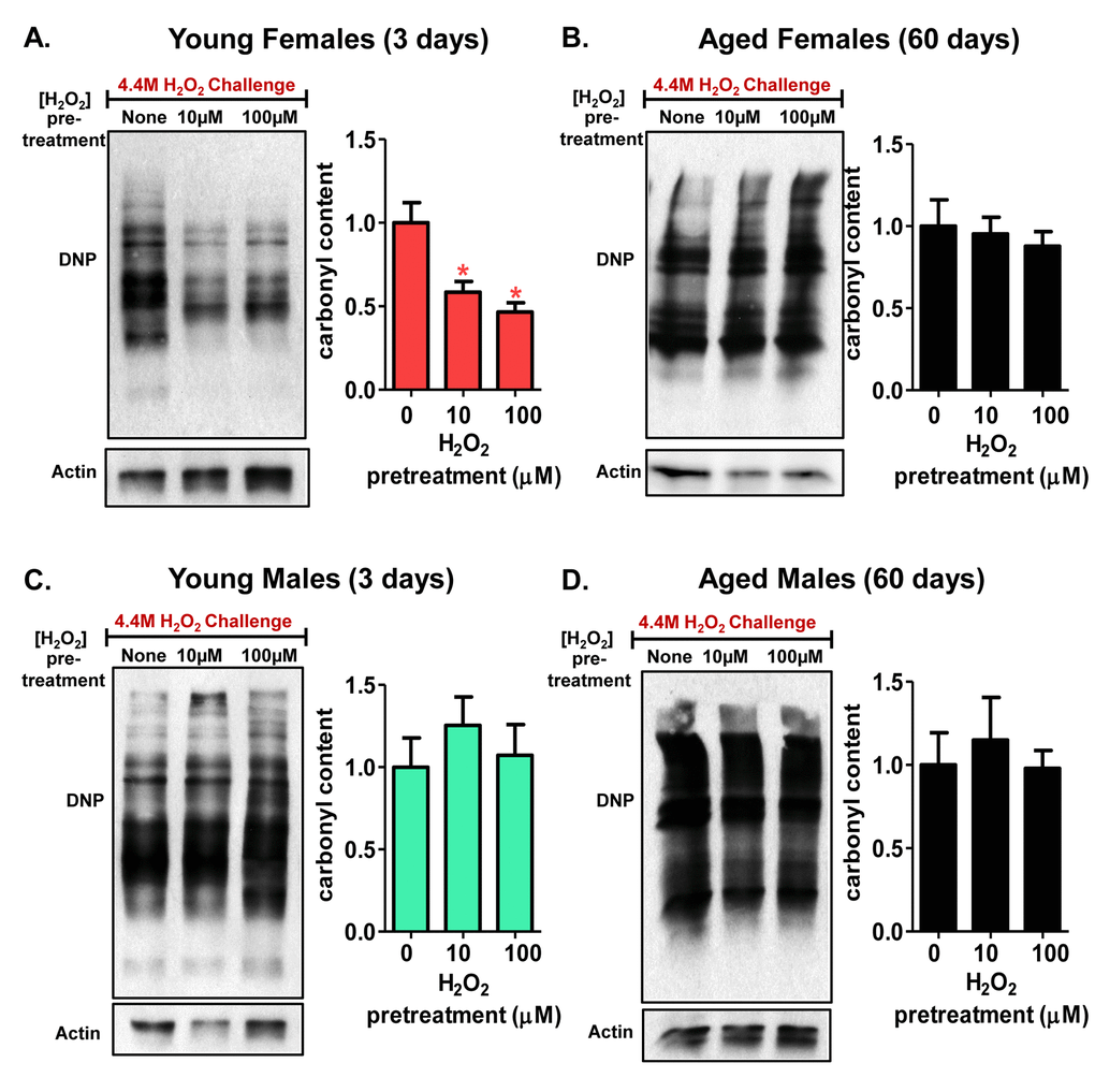 Decline in 20S proteasome induction is accompanied by an accumulation of oxidized proteins. Carbonyl content was detected with a DNP antibody in progeny of the Actin-GS-255B strain crossed to w[1118] strain following [0, 10, or 100µM] H2O2 pre-treatment for 8 hours, followed by a 16-hour recovery to allow for adaption before challenged with H2O2 [4.4M] for an additional 24 hours. (A) Carbonyl content showed significant decrease following H2O2 pretreatment in 3 day old females. (B) Carbonyl content showed no significant change in 60 day old females, irrespective H2O2 pretreatment. (C) Carbonyl content was measured in 3 day old males that were pre-treated with H2O2. (D) 60 day old males showed no change in carbonyl content upon H2O2 pre-treatment and subsequent recovery. Western blots were performed in triplicate and carbonyl content was normalized to Actin-HRP. Error bars denote standard error of the mean (S.E.M) values. * P P P *) in young females.