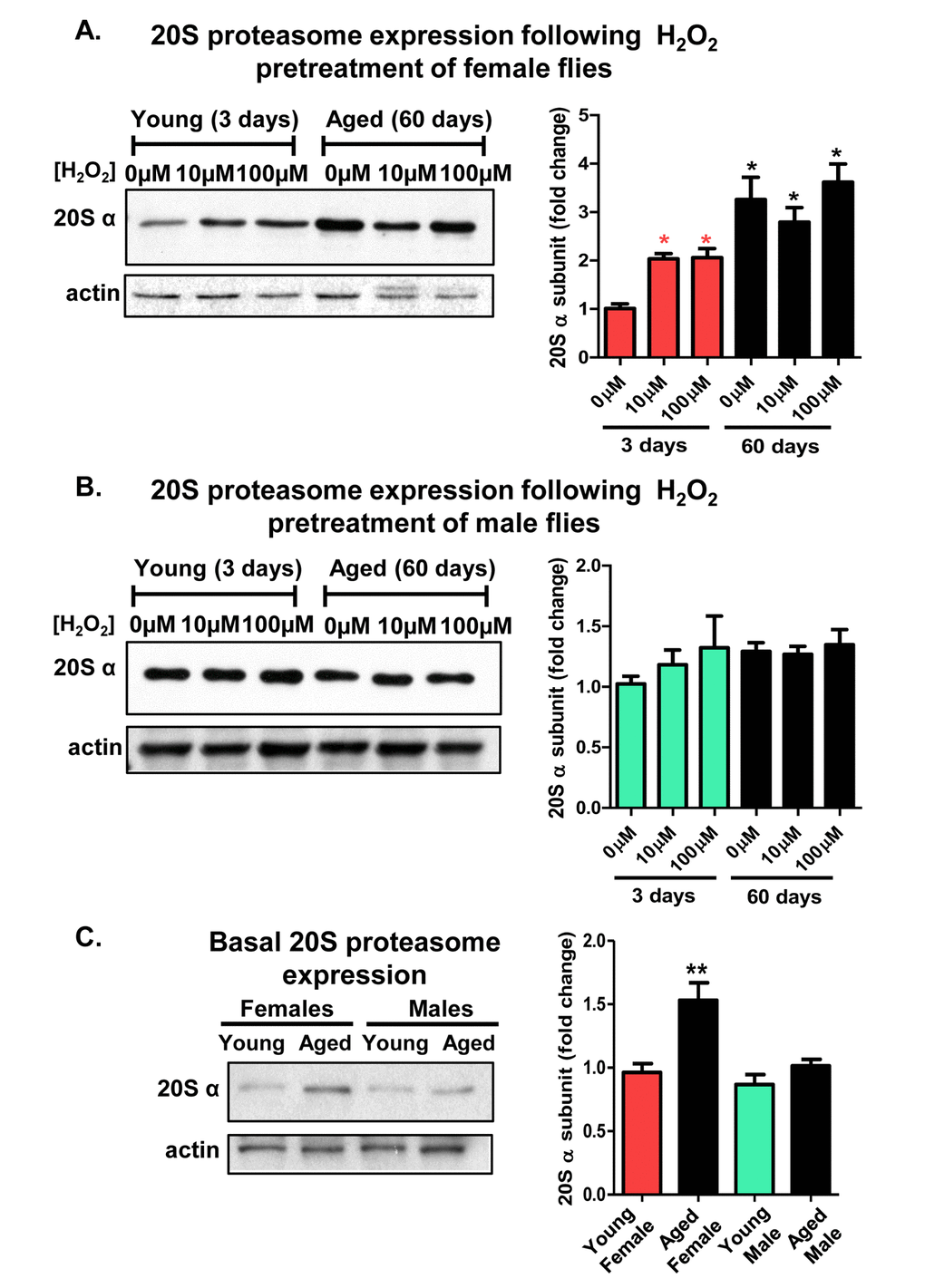 Adaptive de novo expression of the 20S proteasome diminishes with age in a sex-dependent manner. (A,B) Virgin females of the Actin-GS-255B strain were crossed to males of the w[1118] strain and progeny were assayed for 20Sα expression without H2O2 pretreatment, or after pretreatment with [10µM or 100µM] H2O2. (A) 3 day and 60 day aged females. (B) 3 day and 60 day aged males. All samples were compared to the 3 day old 0µM H2O2 controls (C) Basal expression of the 20S proteasome α subunits was measured between 3 day old females, 60 day old females, 3 day old males, and 60 day old males, with samples normalized to the 3 day old female. Western blots were performed in triplicate, normalized to Actin-HRP, and quantified using ImageJ. Error bars denote standard error of the mean (S.E.M) values. * P P *) and aged female (black *). All statistical significance was calculated relative to the young controls.