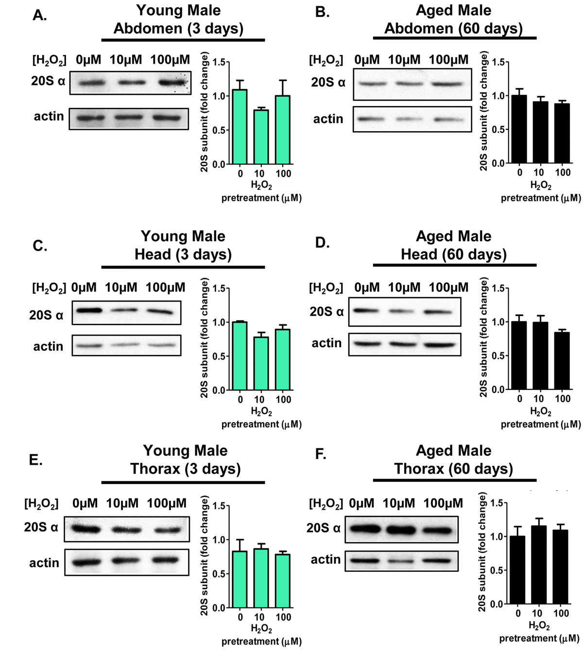 The Age And Sex Specific Decline Of The 20s Proteasome And The Nrf2cncc Signal Transduction 5253