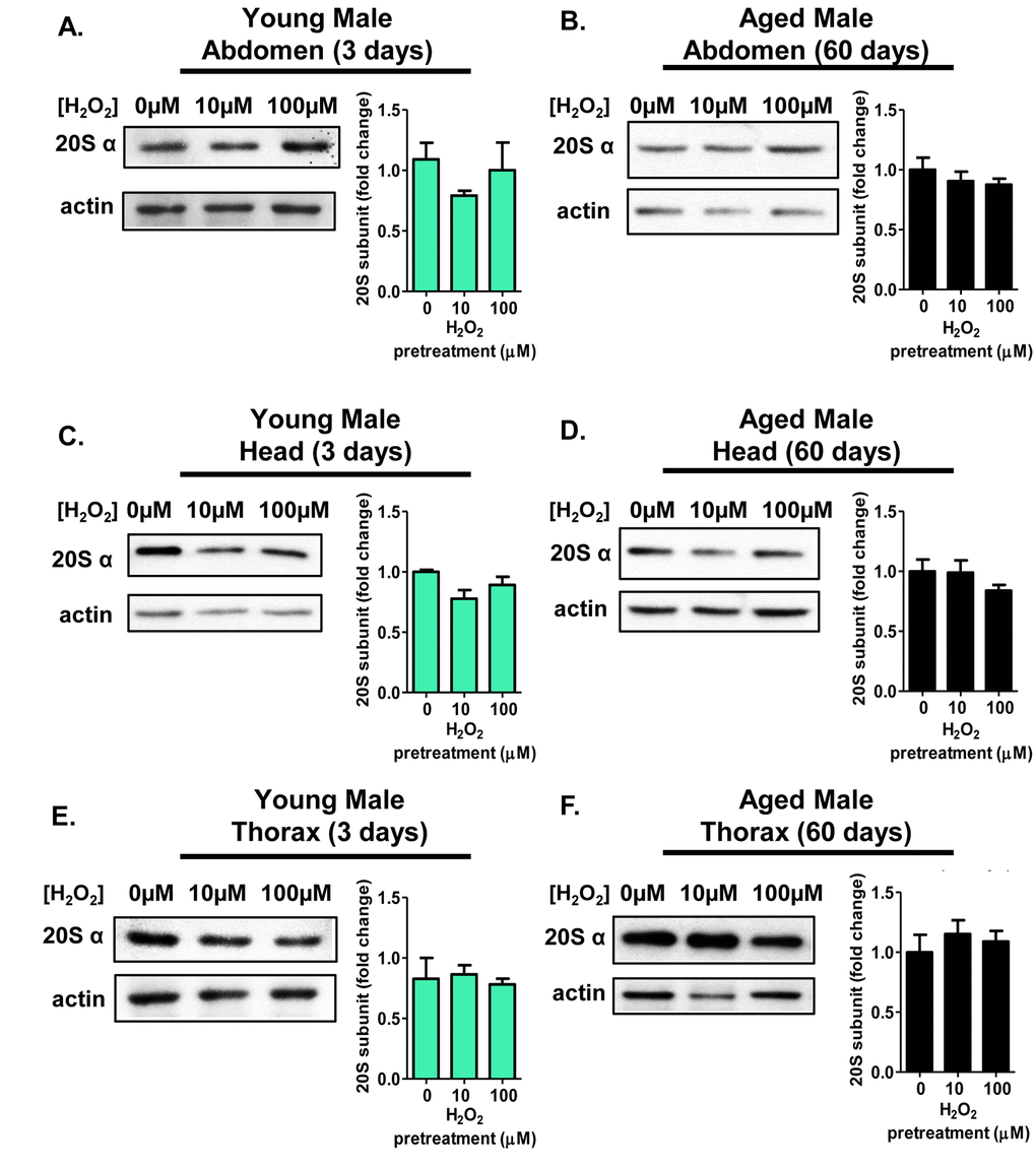 Males show no tissue-specific or age-related adaptive changes in 20S proteasome protein levels. Body segments were collected from males of the Actin-GS-255B strain crossed to the w[1118] strain that were used as controls, or that were pretreated with either 10µM or 100µM hydrogen peroxide. (A,B) 20Sα expression in male abdominal tissue following pretreatment. (A) 3 day old. (B) 60 day old. (C,D) 20Sα expression in male head following pretreatment. (C) 3 day old. (D) 60 day old. (E,F) 20Sα expression in male thorax following pretreatment. (E) 3 day old. (F) 60 day old. Western blots were performed in triplicate, normalized to Actin-HRP, and quantified using ImageJ. The bar charts represent the quantification. Error bars denote standard error of the mean (S.E.M) values, relative to the male control using one-way ANOVA.