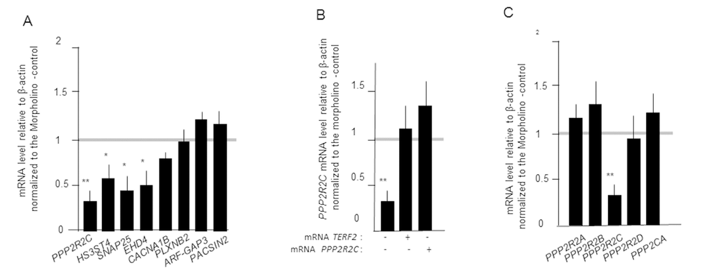 TERFA activates the expression of neuronal gene in zebrafish embryos. (A) Gene expression measured by RT-qPCRs in zebrafish embryos 24h after microinjection of MO targeting TERFA gene. (B) PPP2R2C expression upon co-injection of TERFA mRNA or PPP2R2C mRNA in zebrafish embryos after microinjection of MO targeting TERFA gene. (C) Expression of PP2A subunit genes in zebrafish embryos 24h after microinjection of MO targeting TERFA gene. Each qRT-PCR was repeated three times and the mRNA level of the PP2A genes was expressed relative to β-actin and normalized to the Morpholino -control. Data are mean ± SEM. *p