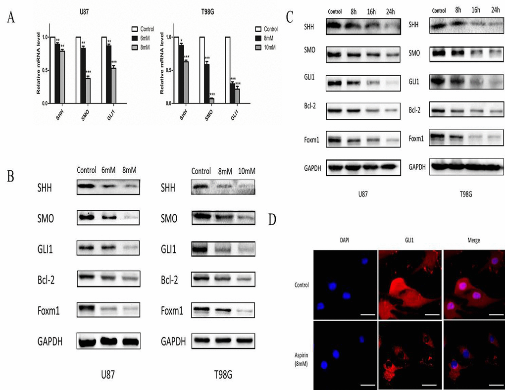 Aspirin inhibited SHH/GLI1 signaling pathway. (A) QRT-PCR analysis of SHH, SMO, and GLI1 mRNA from U87 and T98G cells following indicated concentrations of aspirin treatment for 24 h. (B) Western blot analysis showed SHH, SMO, GLI1, Bcl-2 and Foxm1 proteins expression in U87 and T98G cells treated with indicated concentrations of aspirin for 24 h. GAPDH was used as an internal control. (C) Western blot analysis showed SHH, SMO, GLI1, Bcl-2 and Foxm1 proteins expression in U87 and T98G cells treated with the indicated concentrations of aspirin (8 mM for U87, 10 mM for T98G) for different time intervals (8, 16 and 24 h). GAPDH was used as an internal control. (D) U87 cells treated with 8mM aspirin for 24 h were subjected to immunofluorescent assay using anti-GLI1 antibody. Data are shown as mean±SEM for the three replicates. Statistical significance levels are indicated as: *P 
