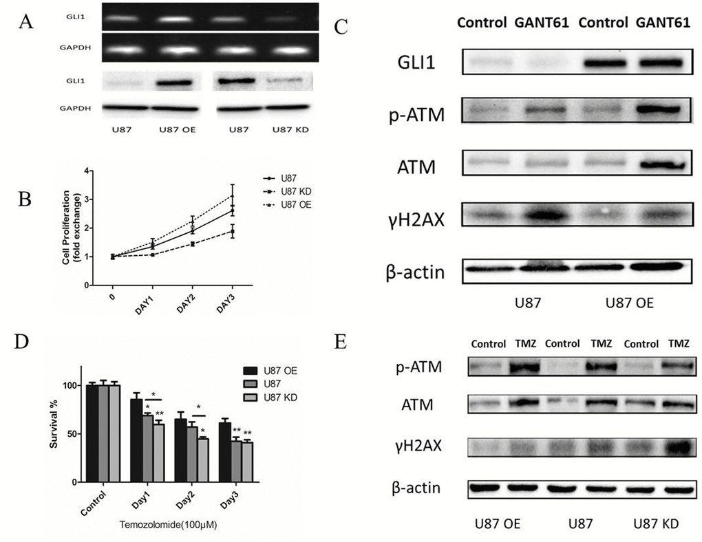GLI1 acted as an effector inducing non-canonical TMZ-resistance in glioma cells. (A) Relative expression of GLI1 in U87, U87 OE and U87 KD. (B) Effect of GLI1 on cell proliferation was evaluated by CCK8 assays in U87, U87 OE and U87 KD cells. (C) Western blot analysis showed GLI1, γH2AX, p-ATM and ATM proteins expression in U87 and U87 OE treated with GANT61 (5 μM) for 48 h. β-actin was used as an internal control. (D) U87, U87 OE and U87 KD were examined for their sensitivity to TMZ at concentration of 100 µM. (E) Western blot analysis showed γH2AX, p-ATM and ATM proteins expression in U87, U87 OE and U87 KD treated with TMZ. β-actin was used as an internal control. Data are shown as mean±SEM for the three replicates. Statistical significance levels are indicated as: *P 