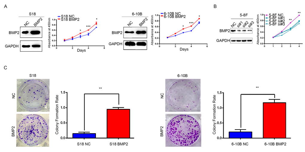 BMP2 enhances NPC cells growth. (A) The over-expression efficiency of BMP2 in S18 and 6-10B cells were confirmed by Western blot, respectively. And CCK-8 assays showed that BMP2 could significantly promote proliferation of S18-BMP2 and 6-10-BMP2 cells compared with the controls. (B) BMP2 knockdown in 5-8F cell via three specific siRNA was confirmed by Western blot and CCK-8 assays showed that BMP2 knockdown reduced the proliferation of 5-8F cell. (C) In colony formation assays, the number of colonies was significantly higher in the S18-BMP2 and 6-10B-BMP2 cells than the controls.