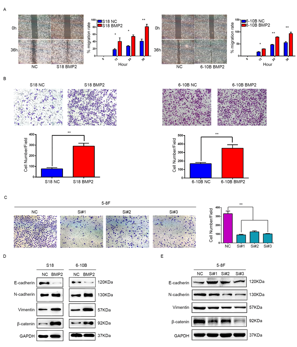 BMP2 promotes NPC cell migration, invasion and epithelial-mesenchymal transition. (A) Wound-healing assays demonstrated that BMP2 upregulated cells had higher migration rate than control cells. (B) Matrigel invasion chambers were used to evaluate the ability of NPC cell invasion. Upregulation of BMP2 significantly increased the number of invaded cell in S18 and 6-10B compared with the controls. (C) silencing expression of BMP2 in 5-8F much reduced the invaded cell numbers. (D) Western blotting revealed that overexpression of BMP2 in S18 and 6-10B cells decreased the expression of epithelial makers (E-cadherin) and increased the expression of mesenchymal markers (N-cadherin, Vimentin and β-catenin) in comparison with the controls. (E) Western blotting showed that knockdown of BMP2 increased the expression of E-cadherin and decreased the expression of N-cadherin, Vimentin and β-catenin.