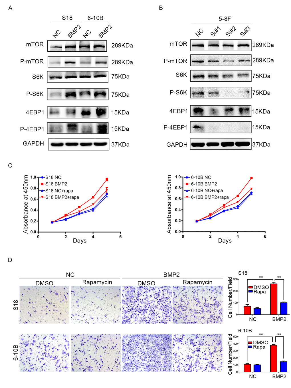 BMP2 activates mTOR signal pathway in NPC cells. (A) Western blotting analysis revealed that in S18-BMP2 and 6-10B-BMP2 cells, the expression of phosphorylated (active) mTOR, P70S6K and 4EBP1 (p-mTOR, p-p70S6k and p-4EBP1) were upregulated compared to those control cells. (B) The expression of p-mTOR, p-p70S6k and p-4EBP1 were downregulated in 5-8F knockdown BMP2 cell. (C) Proliferation abilities of S-18 and 6-10B cells expressing BMP2 or the empty vector was evaluated by CCK8 assay after pretreatment with or without 20 nM of rapamycin. (D) Invasive abilities of S-18 and 6-10B cells expressing BMP2 or the empty vector was evaluated by transwell assay after pretreatment with or without 20 nM of rapamycin.