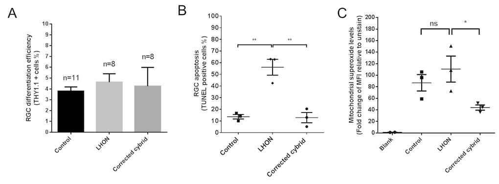 LHON disease phenotype in iPSC-derived RGCs can be reversed in corrected cybrid lines. (A) Efficiency in RGC differentiation as assessed by the % of THY1.1 positive cells obtained post MACS sorting for control, LHON and corrected cybrid lines. Data are expressed as mean + SEM of independent samples (n=11 for control, n=8 for LHON and n=8 for corrected cybrid, expressed as pooled data of experimental repeats and biological repeats (3 clones)). (B) TUNEL assay revealed increased susceptibility to apoptosis in LHON RGCs and reversal in corrected cybrid lines. Data are expressed as mean of each clone, n = 3 clones, error bars = mean ± SEM. (C) Quantification of mitochondrial superoxide levels using MitoSOX in control, LHON and corrected cybrid RGCs. Error bars = ± SEM, n = 3 clones. Statistical significance was established by one way ANOVA followed by Dunnett’s test for multiple comparisons, ** p