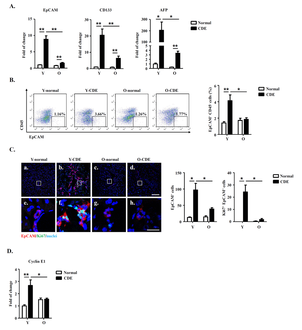 LPC activation and liver regeneration are impaired in old mice. Y/O mice were fed with normal/CDE diet for 3 weeks. At day 21, liver tissues from Y/O mice were collected and analyzed. (A) mRNA levels of EpCAM, CD133 and AFP in livers were measured by Q-PCR. Results are mean ± SEM from three independent experiments (n > 6 mice per group). (B) EpCAM+CD45- cells in NPCs from Y/O mice with normal/CDE diet were analyzed by FCM. Percentage of EpCAM+CD45- cells was quantified. Results are mean ± SEM from three independent experiments (n > 3 mice per group). (C) EpCAM(red)/Ki67(green)/DAPI(blue) staining of liver tissues. a-d, scale bar = 100 μm; e-h, scale bar = 20 μm. Numbers of EpCAM+ and EpCAM+Ki67+ cells were quantified. Results are mean ± SEM from three independent experiments (n > 3 mice per group). (D) mRNA level of cyclin E1 in EpCAM+CD45- cells from Y/O mice with normal/CDE diet was measured by Q-PCR. Results are mean ± SEM from three independent experiments (n > 6 mice per group). *P P 