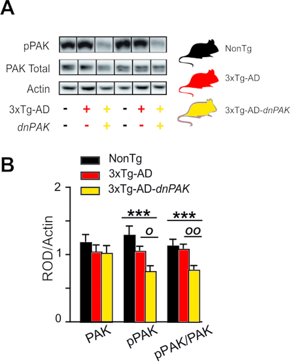 Experimental strategy to generate a mouse model of Alzheimer’s disease with a chronic reduction of PAK activity in the forebrain (A) dnPAK mice were crossed with 3xTg-AD or the corresponding non-transgenic mice (NonTg) yielding three genotypes: NonTg (-/-), 3xTg-AD (+/-) and 3xTg-AD-dnPAK (+/-) (B). Consistently, phosphorylation of PAK was significantly reduced in the frontal cortex of 18-month-old 3xTg-AD-dnPAK animals, confirming the inactivation of PAK. Actin served as an internal control for protein loading (N=12-13 mice for NonTg, N=19-21 mice for 3xTg-AD and N=16-17 mice for 3xTg-AD-dnPAK). Examples of Western blots were taken from the same immunoblot experiment for each primary antibody, on the same gel but run in a random order, and rearranged in the same order as the graphs (separated by black lines). O pOO pone way ANOVA. Abbreviations: PAK: p21 activated kinase, dnPAK: dominant negative p21-activated kinase, pPAK: phospho-PAK; ROD, relative optical density.