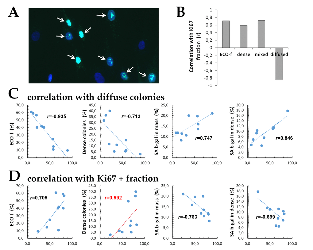 Correlation analysis. (A) Representative microphotographs of fibroblasts immunofluorescently labeled for Ki67. (Ki67+ cells are marked with arrows), (B) The fraction of Ki67+ cells in mass culture vs. four indicated clonogenic endpoints; all correlations, except for a correlation with the dense colony fraction (p=0.07), were statistically significant at pC) The fraction of diffuse colonies (X-axis) vs. the other endpoints (Y-axis, as indicated). (D) The fraction of Ki67+ cells (X-axis) in mass culture and the other endpoints (Y-axis, as indicated). Note: Red color indicate a trend-line with the r value that is not statistically significant (p=0.07). The r values colored in black are statistically significant (p