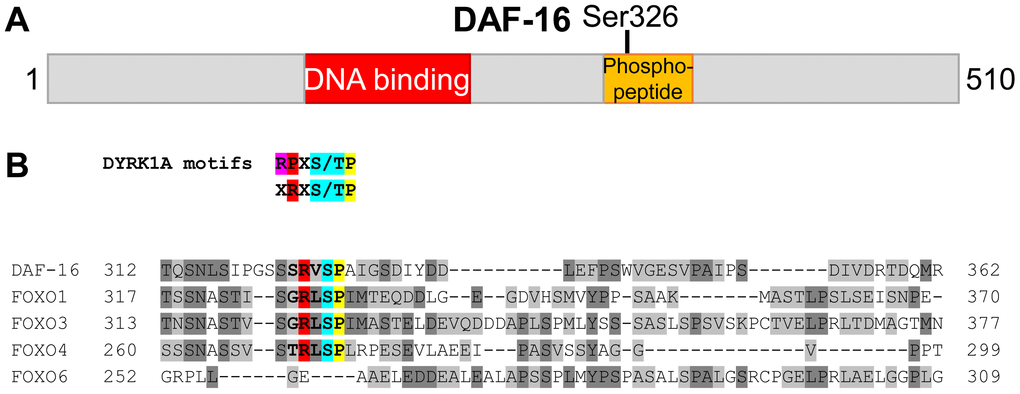 Evidence for phosphorylation of Ser326 in C. elegans DAF-16. (A) Schematic drawing (to scale) of the DAF-16 protein (isoform c/a1). The location of a phosphopeptide derived from immunoprecipitated GFP::DAF-16 by tryptic digest, is shown in orange. The phosphorylation site was mapped to Ser326. (B) ClustalΩ alignment of the full length sequences of human FOXO family members and C. elegans DAF-16. Only the part spanning the Ser326-containing phosphopeptide is shown. The phosphorylated Serine in DAF-16 (Ser326), and its corresponding sites in FOXO1 (Ser329), FOXO3 (Ser325), FOXO4 (Ser273) and FOXO6 (not present) are highlighted in blue. Additional residues specifying the DYRK1A consensus motifs [32,33,65] are highlighted in red and yellow.