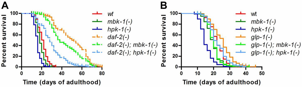 Loss of mbk-1 decreases lifespan of long-lived daf-2 and glp-1 mutant C. elegans. The effect of loss of function mutations in mbk-1 and hpk-1, mbk-1(pk1389) and hpk-1(pk1393), respectively, on lifespan relative to mbk-1(+) and hpk-1(+) animals was examined in different genetic backgrounds. (A) daf-2(-) [daf-2(e1370)] and corresponding daf-2(+) animals were grown continuously at 20 °C. (B) glp-1(-) [glp-1(e2144ts)] and corresponding glp-1(+) animals were grown at 25 °C for the first 24 h of postembryonic development to eliminate germ cells in glp-1(-) strains, and subsequently, were cultured at 20 °C for the remainder of the experiment. See Table 1 for statistical analysis.