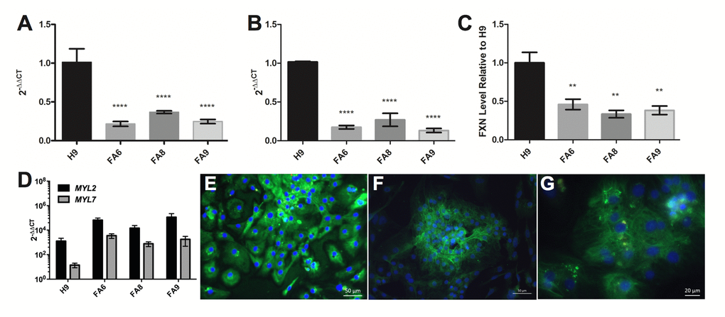 FRDA-iPSCs and - cardiomyocytes retain low levels of FXN and are mainly of ventricular phenotype. (A, B) qPCR and (C) dipstick analysis showing low levels of FXN mRNA (A, B) and protein (C) in undifferentiated cells (A) and their cardiac derivatives (B, C). Significance was assessed by comparing FRDA-iPSCs to undifferentiated H9 controls (A) or FRDA-iPSC derived cardiomyocytes to H9 derived cardiomyocyte controls (B, C). One-way ANOVA followed by Bonferroni’s multiple comparison test, ** pD) qPCR analysis of cardiomyocytes showing significantly higher expression of MYL2 than MYL7 across all cell lines (pA-D) Data are mean ± SEM of combined clones or 3 individual experiments, normalized to ACTB and relative to undifferentiated cells (A, B, D) or normalized to the control line cardiomyocyte (C). (E-G) Representative images of FA6- cardiomyocytes (E), FA8- cardiomyocytes (F) and FA9- cardiomyocytes (G) for MYL2/MLC2v (green), MYL7/MLC2a (red, weak or absent) and counterstained with DAPI (blue).
