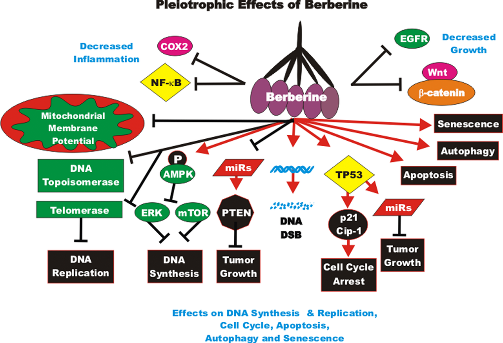 Pleiotropic effects of berberine on signaling pathways involved in cell growth. BBRs can induce many pathways which may result in suppression of cell growth, induction of apoptosis, autophagy, senescence, DNA double strand breaks or inhibition of cell cycle progression and DNA replication. These events are indicated by red arrows. In addition, BBR treatment can result in the suppression of many important proteins leading to decreased growth, decreased DNA synthesis, mitochondrial membrane potential, cell cycle arrest and inflammation indicated in black closed arrows.