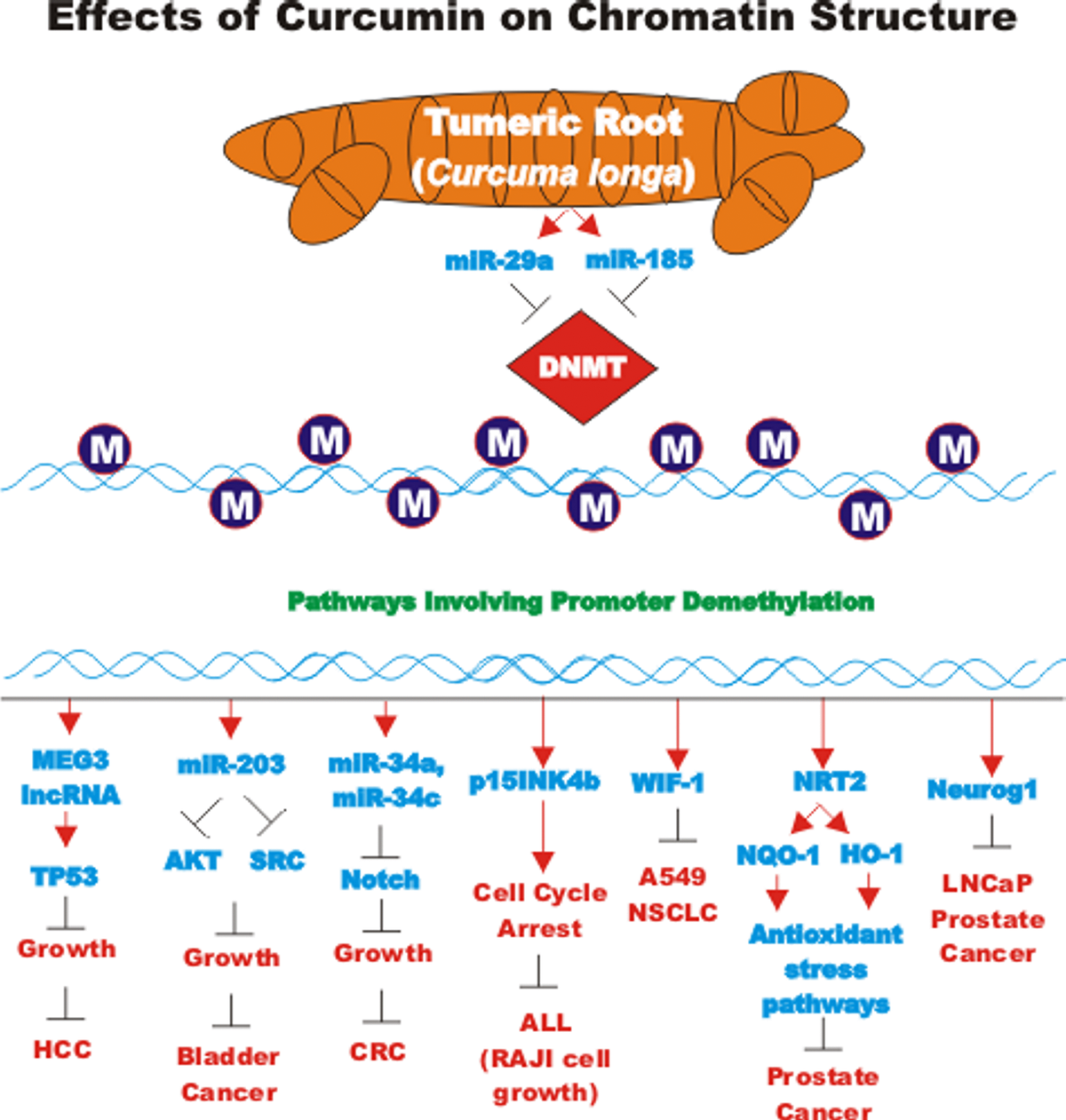 Effects Of Resveratrol Curcumin Berberine And Other Nutraceuticals On Aging Cancer