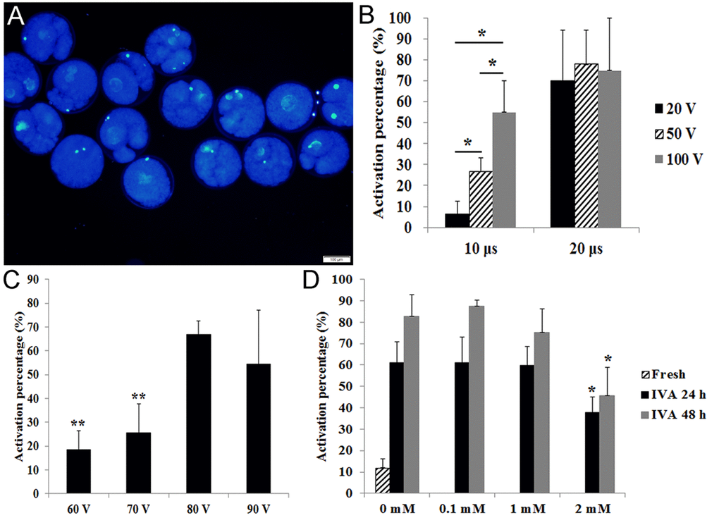 Effects of different stimulus conditions and concentrations of melatonin on oocyte activation. (A) Fresh oocytes were activated by weak stimulus (70V, 10μs, 2 pulses and stained with DAPI to show female pronucleus formation. (B) Oocytes were activated by different combinations of electric pulse times (10 μs and 20 μs) with voltage intensity (20 V, 50 V and 100 V). (C) Oocytes were activated by different voltage intensity treatment (60 V, 70 V, 80 V and 90 V; 10 μs). (D) Oocyte aged for 24 hr or 48 hr in vitro were treated with different concentrations of melatonin and activated by weak stimulus set 70 V, 10 μs, 2 pulses. All graphs show mean ± s.e.m. Abbreviations used in this and all subsequent figures: IVA, in vitro aging. Independent replicates were conducted with a minimum of 25 oocytes/replicate, at least 3 stable replicates were obtained. *P