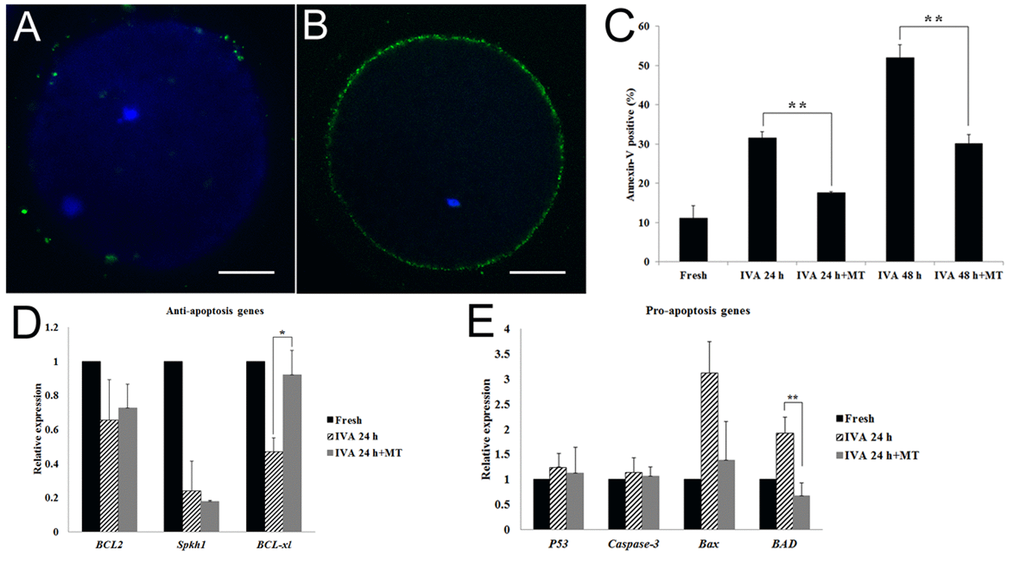 Effects of melatonin on early apoptosis in aged and melatonin treated oocytes by Annexin-V FITC detection assay. (A) Negative control. (B) Apoptosis positive. (C) Apoptosis positive percentage in fresh, aged and melatonin treated oocytes. (D) The expression of anti-apoptosis genes (BCL2, Sphk1 and BCL-xl) in fresh and aged oocytes. (E) The expression of pro-apoptosis genes (P53, Caspase-3, Bax and BAD) in fresh and aged oocytes. All graphs show mean ± s.e.m. Independent replicates were conducted with a minimum of 25 oocytes/replicate, at least 3 stable replicates were obtained. **P 