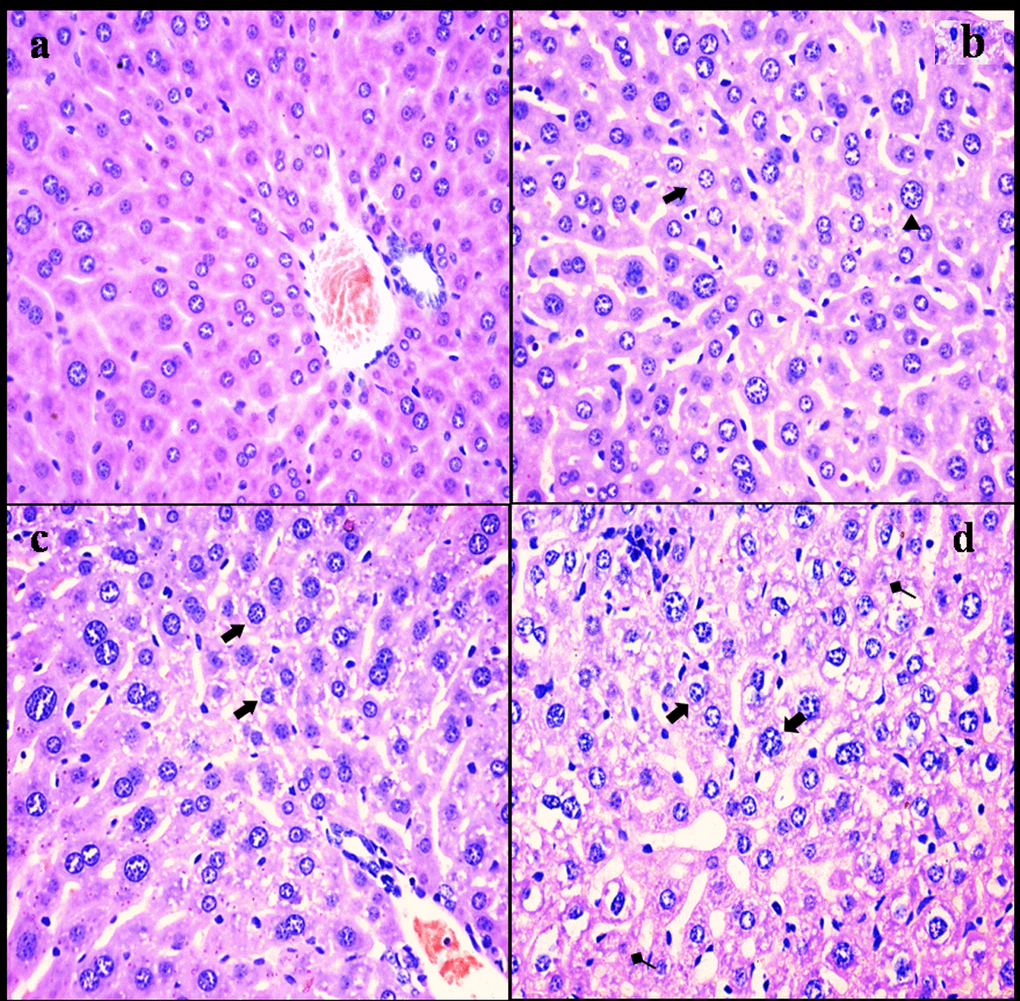 Histopathological changes in the liver at 21 days of the experiment. (a) The control group (H&E × 400). (b) The 12 mg/kg group. Hepatocytes are swelled (Δ) and show slight granular and vacuolar degeneration (⇑, H&E ×400). (c) The 24 mg/kg group. Hepatocytes show granular and vacuolar degeneration (⇑, H&E × 400). (d) The 48 mg/kg group. Hepatocytes show obvious granular and vacuolar degeneration (⇑). Necrotic hepatic cells (↑) are observed (H&E × 400).