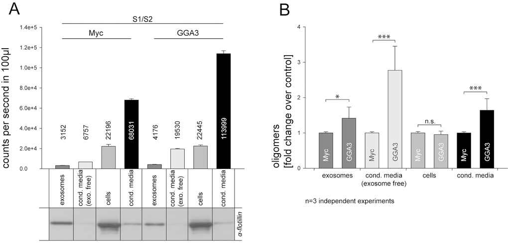 GGA3 enhanced α-syn oligomer secretion is mediated mainly by exosome-free pathways. Conditioned media from N2A cells co-expressing S1/S2 and GGA3 or myc control were collected 48h after transfection. Exosomes were isolated from CM by subcellular fractionation. Purity of the fractions was confirmed by Western blot and the exosome-specific marker flotilin (A). As previously observed, α-syn oligomers, as measured by the luciferase activity, were increased in the conditioned media (A, lane4+8) but not cells (A, lane3+7) of GGA3 over-expressing cells compared to control. α-syn oligomers were detectable in exosomal fractions of both GGA3 over-expressing cells and controls with a small increase in exosomes (A, lane1+5) in the GGA3 condition but there was a higher increase in exosome depleted medium (A, lane2+6). Measurements were carried out in triplicate and the mean counts per second/100µl ±SEM of one representative experiment are shown. Normalization to myc control revealed a ~3-fold increase of α-syn oligomers, as measured by the luciferase activity, in the exosome-free supernatant of GGA3 over-expressing cells (B, lane2+6) and only a ~1.5- fold increase in the exosomal fraction (B, lane1+5). The mean fold change over the control ±SD of n=3 independent experiments is shown. Statistical analysis was performed by t-test with *=p