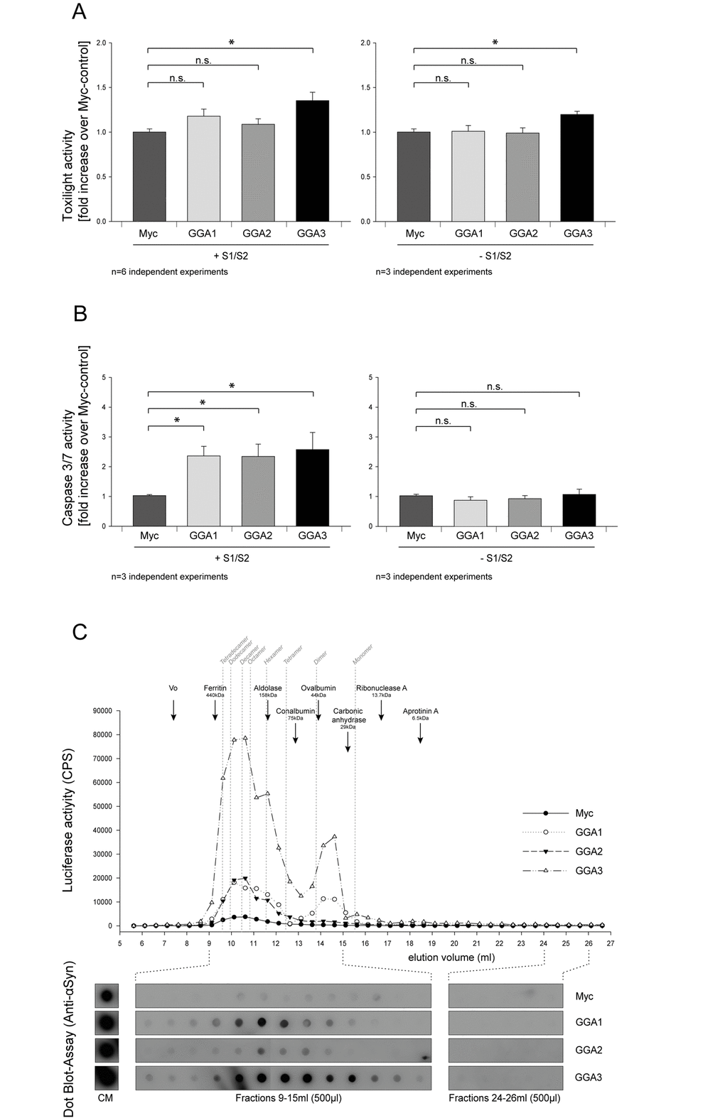 GGA modifies secreted α-syn oligomer species and exacerbates extracellular α-syn toxicity. GGA1, 2, 3 or myc control were expressed alone or with S1 and S2 in N2A cells. Then, 48h after transfection, conditioned media were collected and analyzed for increased cytotoxicity using the ToxiLight assay (Lonza). Neither GGA1 nor GGA2 co-expression with S1 and S2 showed enhanced toxicity compared to myc-control whereas a slight increase was observed upon GGA3 expression (A, left panel). The mean fold change over control ±SEM of n=6 independent experiments is shown. To test for the GGA-dependent increase in cytotoxicity, GGA1, 2, 3 or myc control were expressed without S1/ S2 in N2A cells. GGA3 expression slightly increased toxicity compared to control, GGA1 and GGA2 (A, right panel). The mean fold change over control ±SEM of n=3 independent experiments is shown. Statistical analysis was performed using Kruskal-Wallis one-way ANOVA on ranks followed by multiple comparisons versus control group (Dunn's Method) with *=pB, left panel). In contrast, CM from N2A overexpressing GGA1, 2, 3 or myc control alone had no influence on Caspase 3/7 activity (B, right panel). These findings indicate that GGA not only alters the amount of secreted α-synuclein oligomers but also the quality of oligomeric species in the conditioned media. The mean fold change over control ±SEM of n=3 independent experiments is shown. Statistical analysis was performed using Kruskal-Wallis one-way ANOVA on ranks followed by multiple comparisons versus control group (Dunn's Method) with *=pC). GGA co-expression increased extracellular α-syn dimers but also multimers. These results support the idea that co-expression of GGAs change α-syn oligomer formation, species and secretion.